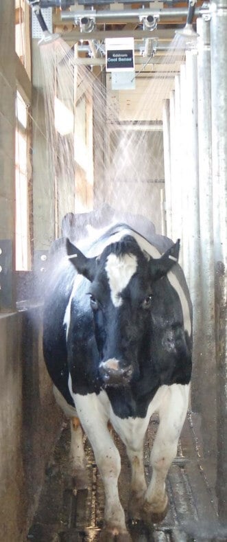 Установка душирования коров для снижения теплового стресса